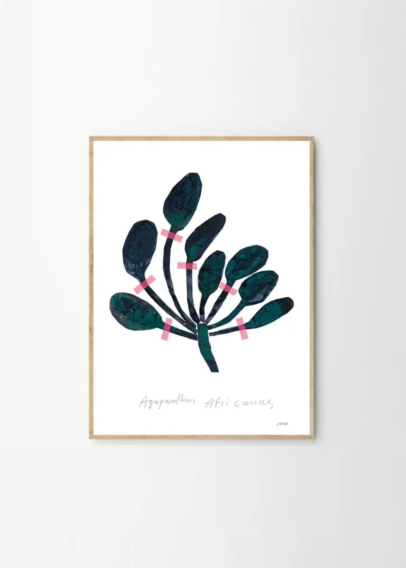 Agapanthus