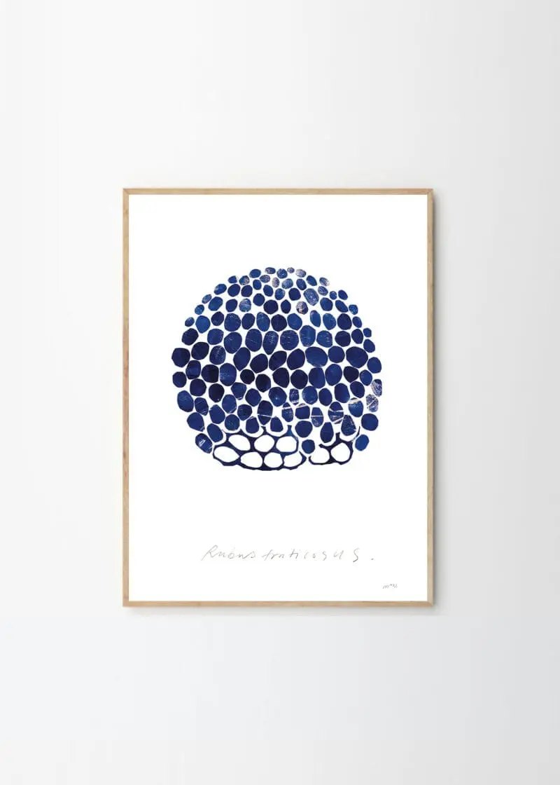 Rubus