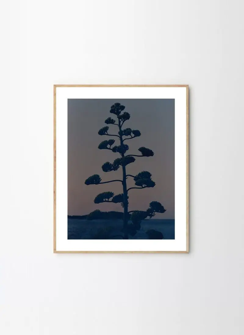 Hvar Agave Flower